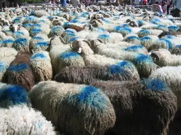 brebis
